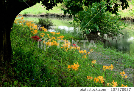 Yellow cluster amaryllis blooming on the Hieda River bank 107278927