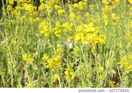 Rape blossoms 107278928