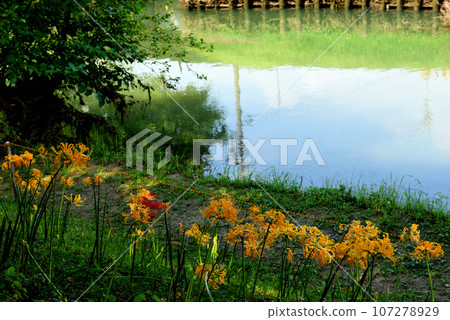 Yellow cluster amaryllis blooming on the Hieda River bank 107278929