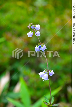 Hakusanshajin at Happoone 107279456