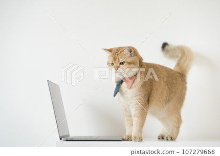 business concept with gold brittish cat costume with necktie and use laptop 107279668