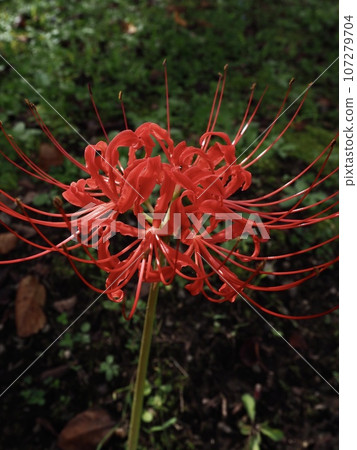 Cluster amaryllis 107279704