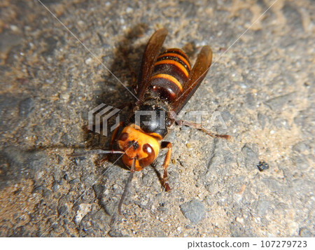 Hornet Hornet 107279723