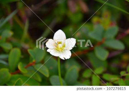 八方尾根的梅甲蟲 107279815