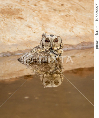 Closeup view of indian scops owl or Otus bakkamoena owlet bird with reflection in water quenching thirst from artificial waterhole in winter season safari at forest of central india asia Closeup view of indian scops owl or Otus bakkamoena owlet bird with reflection in water quenching thirst from artificial waterhole in winter season safari at forest of central india asia 107280007