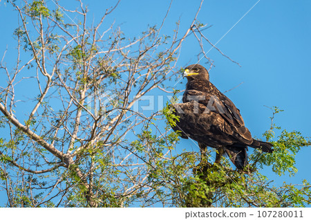 Greater spotted eagle or Clanga clanga a large bird of prey closeup or portrait perched on a tree with eye contact at keoladeo national park or bharatpur bird sanctuary forest rajasthan india asia Greater spotted eagle or Clanga clanga a large bird of prey closeup or portrait perched on a tree with eye contact at keoladeo national park or bharatpur bird sanctuary forest rajasthan india asia 107280011