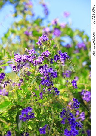 Purple duranta (or harematsuri) flowers 107280069