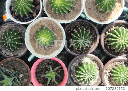 cactus in small pots, green succulents, growing cactus, seedlings. house plants. Vodka from cactus, tequila cactus in small pots, green succulents, growing cactus, seedlings. house plants. Vodka from cactus, tequila 107280152