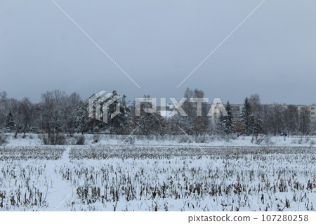 the field is covered with snow in winter. Remains of plants in winter. agriculture the field is covered with snow in winter. Remains of plants in winter. agriculture 107280258