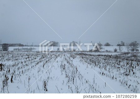 the field is covered with snow in winter. Remains of plants in winter. agriculture the field is covered with snow in winter. Remains of plants in winter. agriculture 107280259