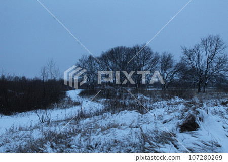 winter snow-covered landscape in cold colors. Trees and bushes grass in the snow winter snow-covered landscape in cold colors. Trees and bushes grass in the snow 107280269