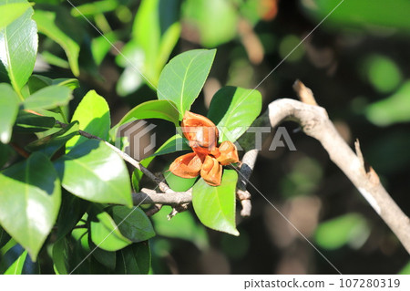 A camellia fruit that is cracked and the seeds are visible A camellia fruit that is cracked and the seeds are visible 107280319
