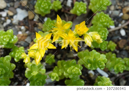 yellow flowers of tight gome yellow flowers of tight gome 107280341