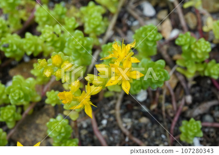 yellow flowers of tight gome 107280343