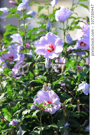 Pink Mukuge flowers Pink Mukuge flowers 107280447
