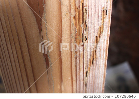 被白蟻吃掉的柱子 107280640