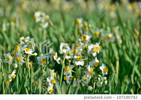 廣島、福山、水仙、山茶花和水仙村 107280782