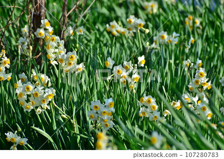 Hiroshima, Fukuyama, Daffodils, Camellia and Daffodil Village Hiroshima, Fukuyama, Daffodils, Camellia and Daffodil Village 107280783