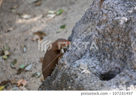 Pygmy mongoose resting on a rock Pygmy mongoose resting on a rock 107281497