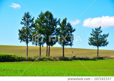 Hill Town Biei Town Mild Seven Hill Hill Town Biei Town Mild Seven Hill 107281557