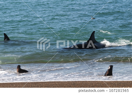 Orca hunting sea lions in the shoreline ,Peninsula Valdes, Patagonia, Argentina. 107281565