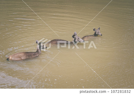 group of sambar deer in flowing river of khaoyai national park thailand 107281832