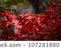 Autumn leaves that turned red 107281880