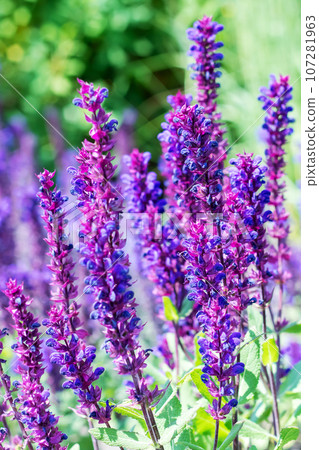 Long purple flowers in sunlight close up Long purple flowers in sunlight close up 107281963