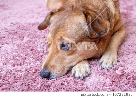 Cute red dog lying on carpet, closeup portrait Cute red dog lying on carpet, closeup portrait 107281983