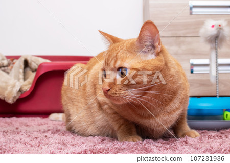 Ginger cat on carpet portrait close up Ginger cat on carpet portrait close up 107281986