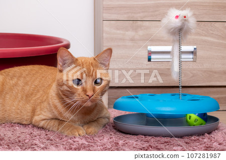 Ginger cat playing with toy on carpet 107281987