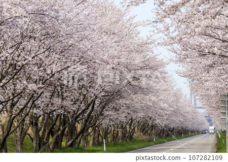 Cherry blossom trees along Hakoi Kaido in Kahokugata, Ishikawa Prefecture Cherry blossom trees along Hakoi Kaido in Kahokugata, Ishikawa Prefecture 107282109