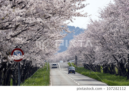 Cherry blossom trees along Hakoi Kaido in Kahokugata, Ishikawa Prefecture Cherry blossom trees along Hakoi Kaido in Kahokugata, Ishikawa Prefecture 107282112