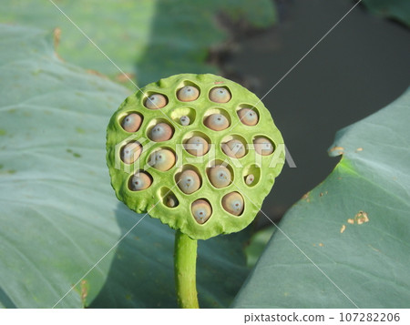 Lotus flower bud (hard) Lotus flower bud (hard) 107282206