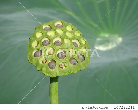 蓮花芽(硬) 蓮花芽(硬) 107282211