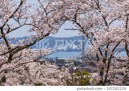 Komaruyama Castle Ruins Park in Nanao City with cherry blossoms in full bloom 107282229