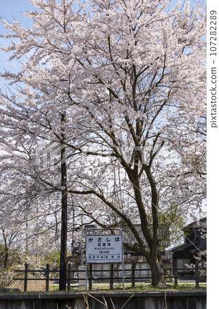 櫻花盛開的笠芝保站 櫻花盛開的笠芝保站 107282289