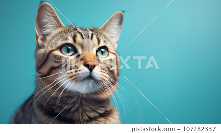 Advertising portrait, banner, classic striped color young cat looks straight with blue eyes, isolated on blue background 107282337