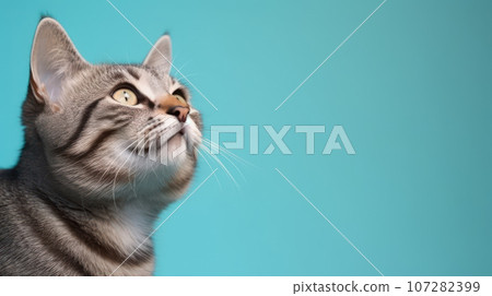 Advertising portrait, banner, cute classic striped color cat looks carefully with green eyes, isolated on blue background 107282399