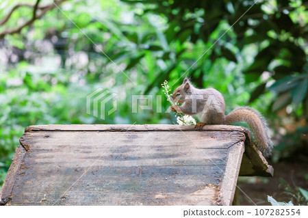 一隻松鼠在吃一朵白花。一隻松鼠在吃一餐。 107282554