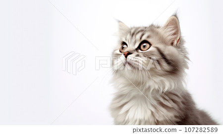 Advertising portrait, banner, fluffy wool gray white cat looks surprised to the left, isolated on white neutral background 107282589