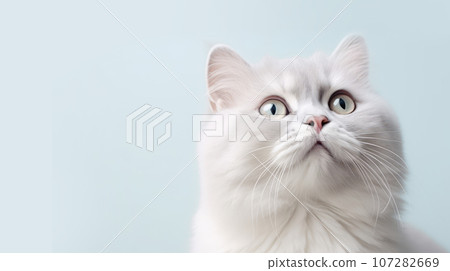 Advertising portrait, banner, serious white cat wathing up, isolated on white neutral background 107282669