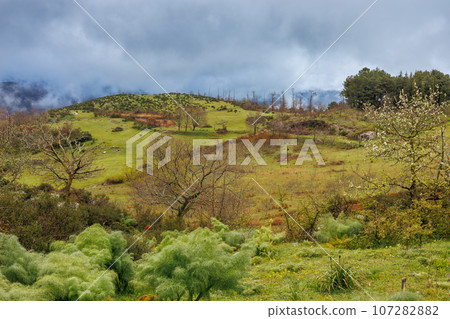 Landscape after the rain near the "Riserva Naturale Orientata Bosco di Malabotta" on the island of Sicily Landscape after the rain near the "Riserva Naturale Orientata Bosco di Malabotta" on the island of Sicily 107282882