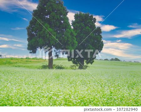 新潟縣小千谷市山本山蕎麥田 107282940