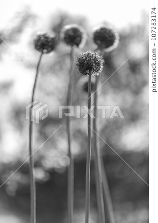 Wild native beauty flower allium echinops thistle with nectar blooming in field 107283174