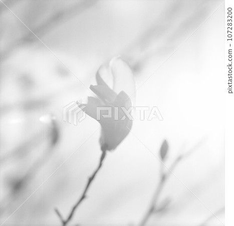 Blooming flower magnolia with green leaves, living natural nature 107283200