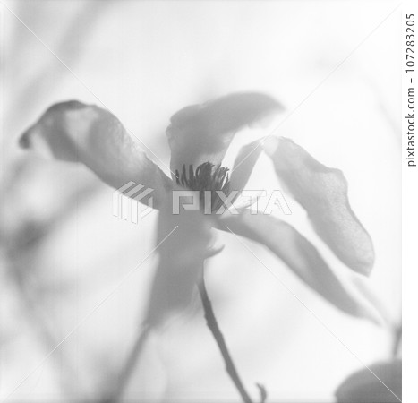 Blooming flower magnolia with green leaves, living natural nature 107283205