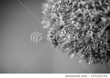 Wild beauty flower allium echinops thistle with bee blooming in field Wild beauty flower allium echinops thistle with bee blooming in field 107283250