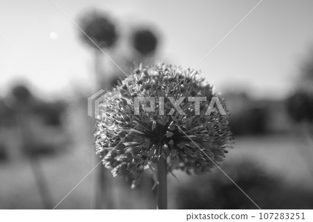 Wild native beauty flower allium echinops thistle with nectar blooming in field Wild native beauty flower allium echinops thistle with nectar blooming in field 107283251