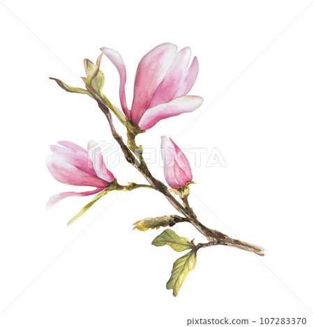 Flower Watercolor Seamless Pattern. Hand painted illustration of blooming Magnolia. isolated white background with pink watercolor stains. for your design, textile, wrapping paper, wallpaper, cover. 107283370